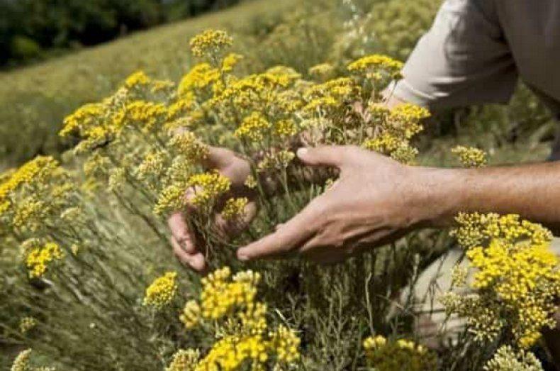 Бессмертник: трава - лечебные свойства и противопоказания