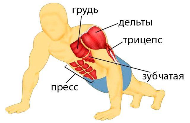 Какие мышцы работают при отжимании от пола